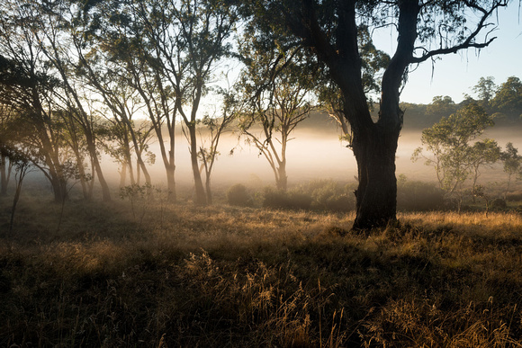 Misty Morning, Polblue Swamp, Barrington Tops National Park
