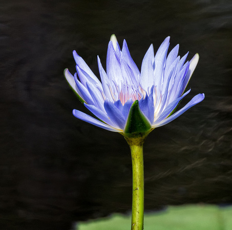 Water Lily, Sandy Camp Road Wetland