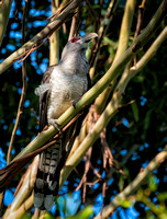 Channel-billed Cuckoo, Tygum Park