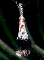Russian Tent-web Spider