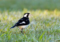 Australian Magpie-lark, Tygum Park