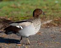 Australian Wood Duck, Tygum Park