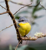 Eastern Yellow Robin, New England National Park