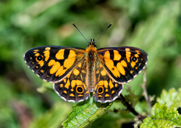 Butterfly, Polblue Swamp Walk