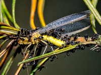 Ants with Lacewing