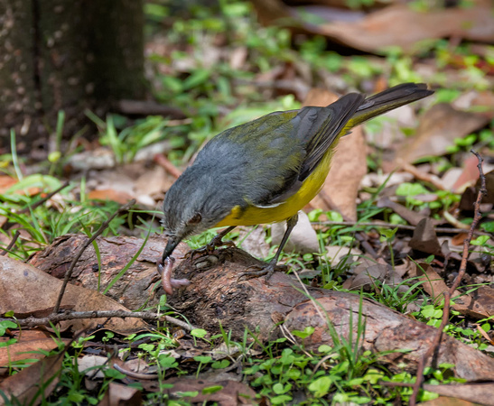 Eastern Yellow Robin with worm