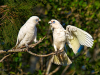 07 Tygum Park Birds