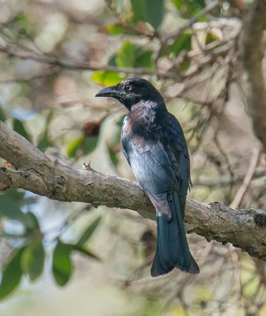 Spangled Drongo, possibly juvenile