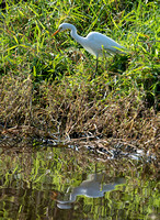 Egret, Eagleby Wetlands