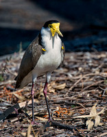 Spur-winged Plover (Masked Lapwing)