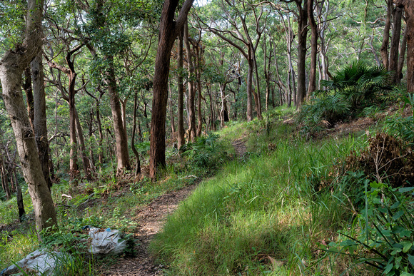 Track from Booti Hill to Elizabeth Beach