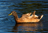 Unknown Duck, Tygum Lagoon