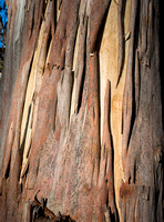 Peeling Eucalypt Bark, Polblue Camping Area