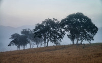 Trees in Mist, Barney View