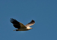 White-breasted Sea Eagle