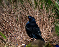 Male Satin Bower Bird at its bower