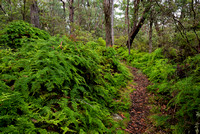 Ferns beside the Tea Tree Falls Track, New England National Park