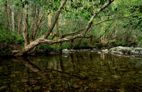 Gloucester River, Barrington Tops National Park