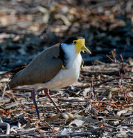 Spur-winged Plover (Masked Lapwing) with eggs