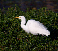 Egret, Tygum Park, Waterford