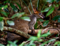 Wallaby at Mary Cairncross Park