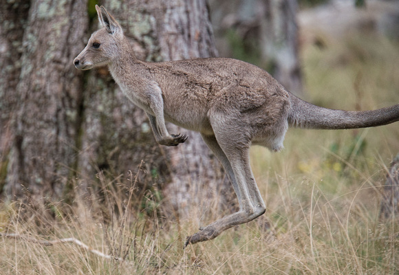 Grey Kangaroo, Polblue Swamp