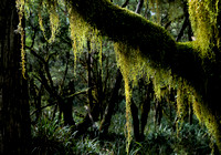 Moss, Tea Tree Falls Track, New England National PArk