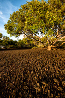 Mangroves, Wellington Point