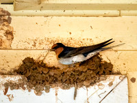 Welcome Swallow building nest