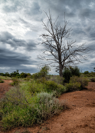 Tree, red earth and clouds