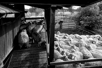 Shearing at Mungallala