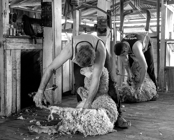 Shearing at Mungallala