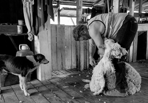 Dog watching shearing at Mungallala