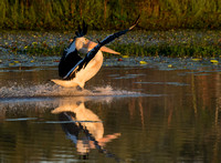 Pelican landing, Tygum Park