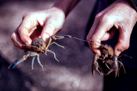 Crayfish from the dam, Mungallala