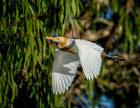 Cattle Egret, Tygum Park