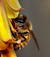 Bee on Aloe Vera Flower