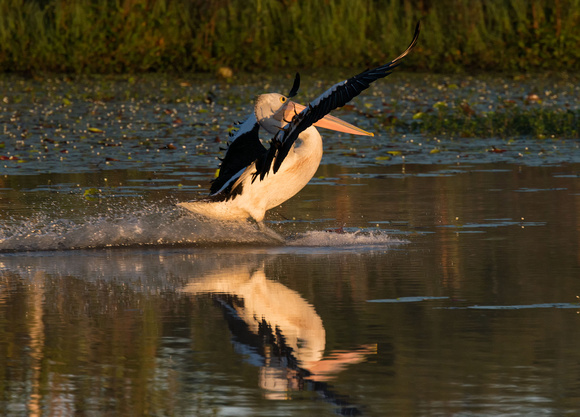 Pelican landing, Tygum Park