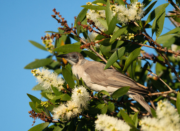 Little Friarbird, Tygum Park