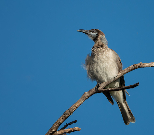 Little Friabird, Tygum Park