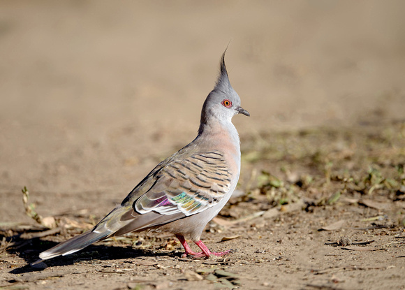 Crested Pigeon, Tygum Park
