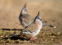 Crested Pigeon, Tygum Park