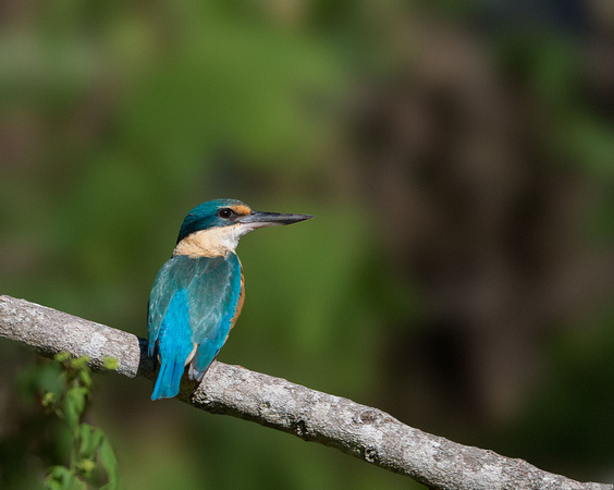Sacred Kingfisher, Eagleby Wetlands
