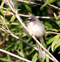 Grey Fantail, Tygum Park, Waterford