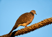 Spotted Dove, Tygum Park