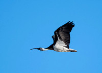 Straw-necked Ibis, Tygum Park