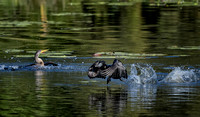 Australasian Darter chasing Little Black Cormorant, Tygum Park