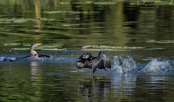 Australasian Darter chasing Little Black Cormorant, Tygum Park