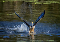 Australasian Darter chasing cormorants, Tygum Park