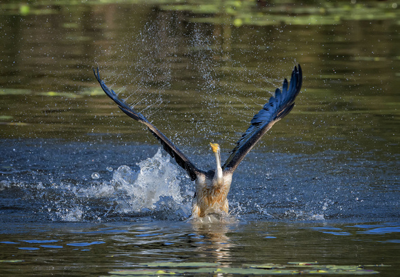 Australasian Darter chasing cormorants, Tygum Park